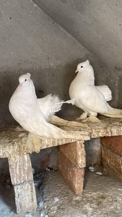 American fantail jambo size breeder pair