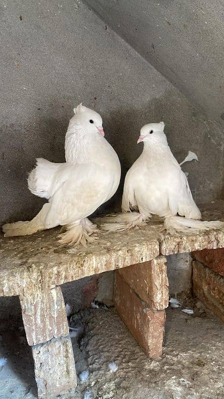 American fantail jambo size breeder pair 1