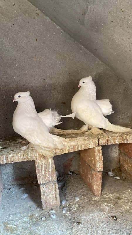 American fantail jambo size breeder pair 2