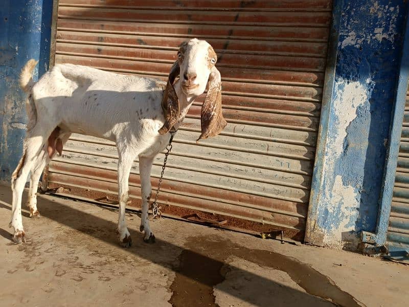 Makhi Cheeni Goat Age 4 Daant 2