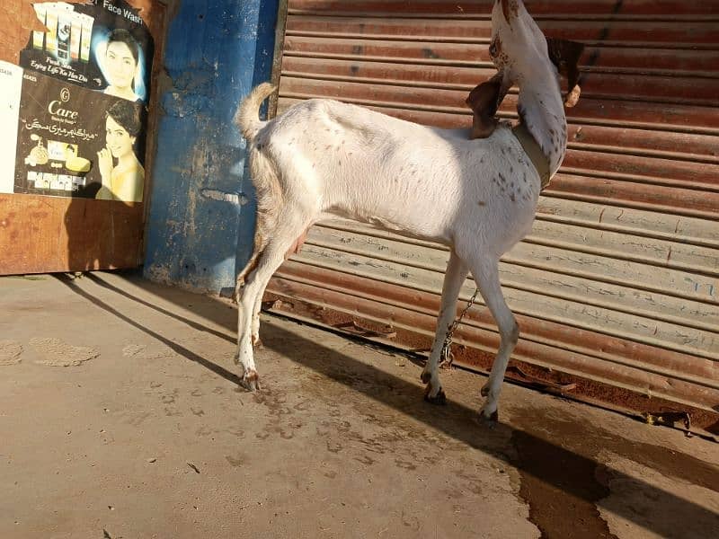 Makhi Cheeni Goat Age 4 Daant 3