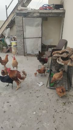 desi egg laying hen for sale