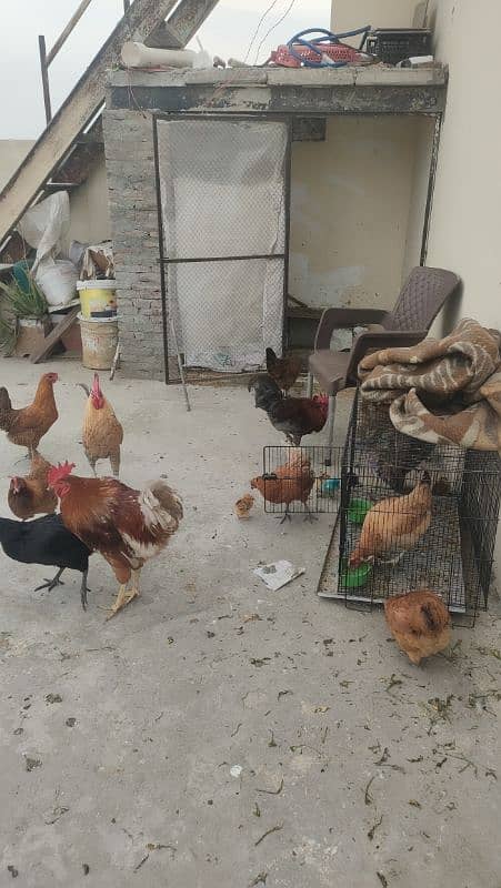 desi egg laying hen for sale 0