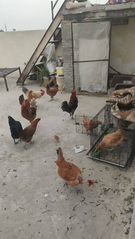 desi egg laying hen for sale 1