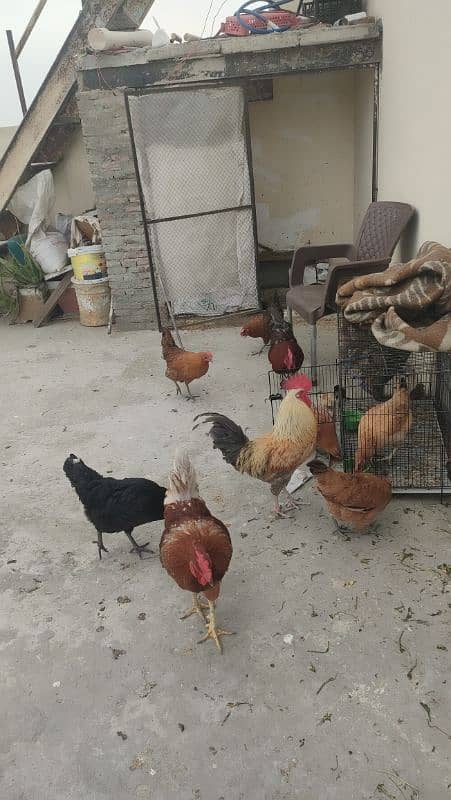 desi egg laying hen for sale 2