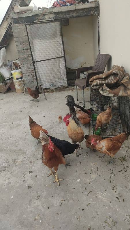 desi egg laying hen for sale 3