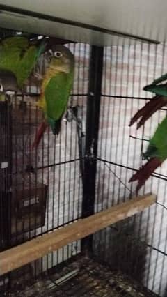 conure Pathy  for sale