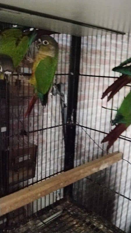 conure Pathy  for sale 0