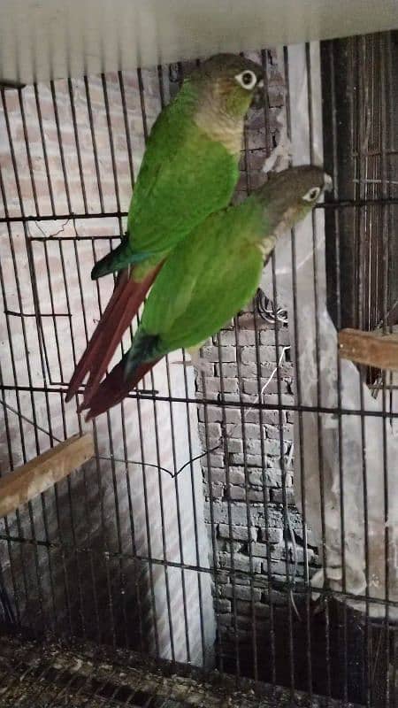 conure Pathy  for sale 1