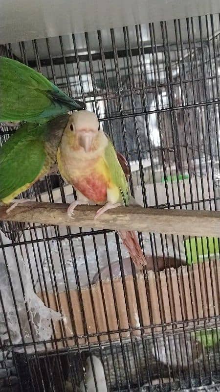 conure Pathy  for sale 2