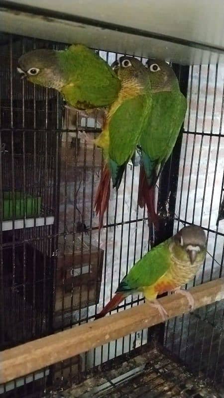 conure Pathy  for sale 3