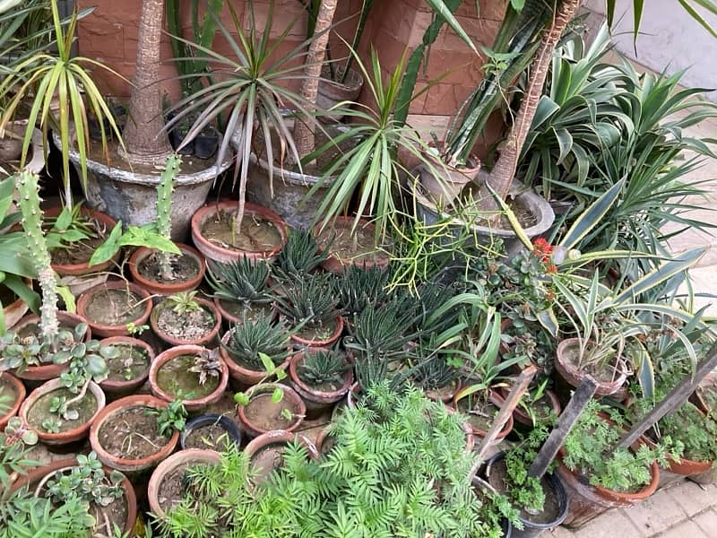 plants for sale urgent sale 4