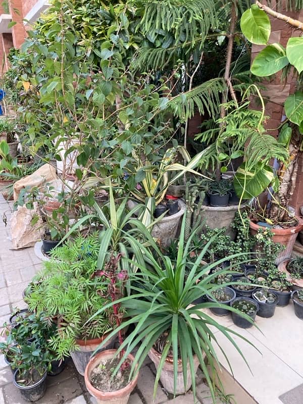 plants for sale urgent sale 5