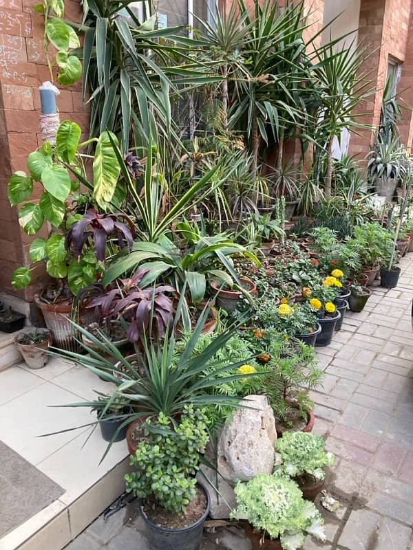 plants for sale urgent sale 0