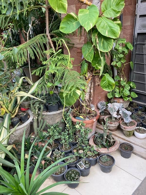 plants for sale urgent sale 9