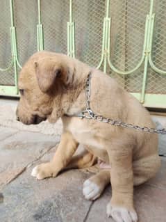 pitbul bread and boldear cross