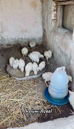 white heera chicks available