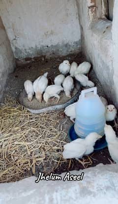 White heera chicks available