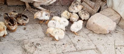 HEERA ASEEL Breed  CHICKS  FOR SALE in Multan