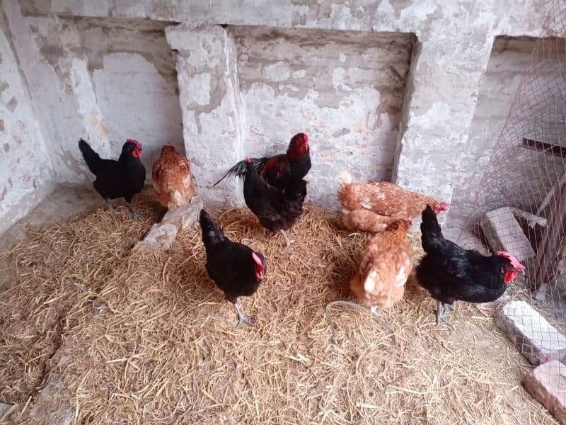 Pure Australorp Chicken(4 pieces )+Bovans Brown(3 pieces)+1 Desi Murga 1