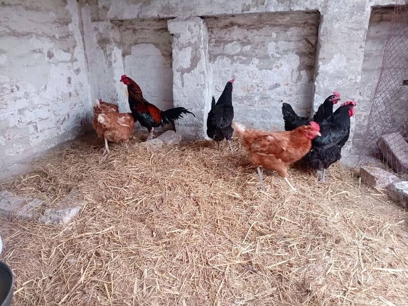 Pure Australorp Chicken(4 pieces )+Bovans Brown(3 pieces)+1 Desi Murga 2