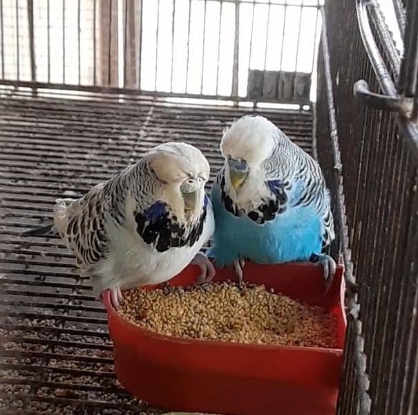 Exhibition Budgies Pair 1