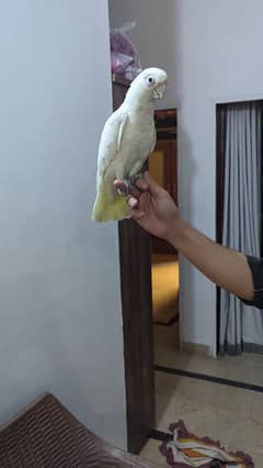 Goffin cockatoo