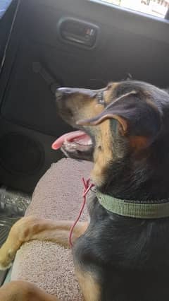 German Shepherd mixed breed