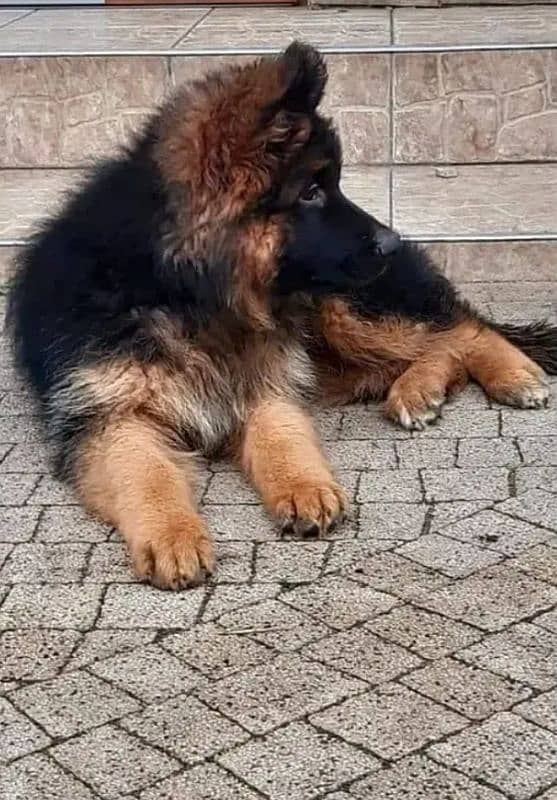 German Shepherd puppies 03251665241 0