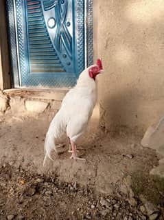 heera aseel chicks