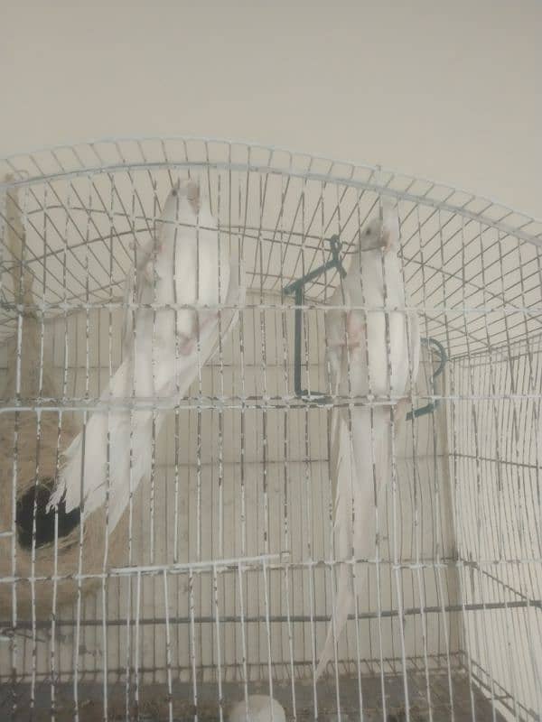 full white cocktail pair red eyes for sale 0