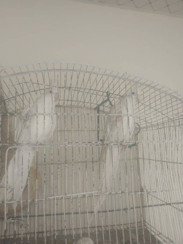 full white cocktail pair red eyes for sale 1