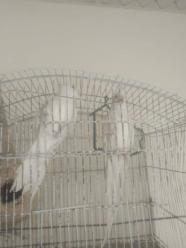 full white cocktail pair red eyes for sale 3