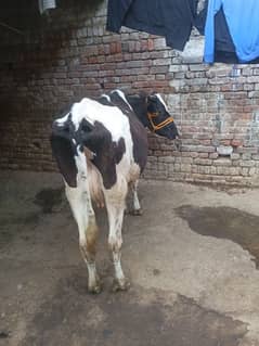 cow at cheap rate