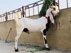 rajanpuri bakra urgent for sale