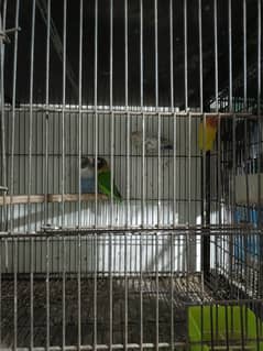 fr sale lovebird setup