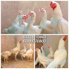 Heera chiks hera/hira/hen/aseel/white/shamo/madi/patha/murga