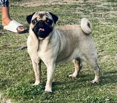 Beautiful Young Pug Female Available