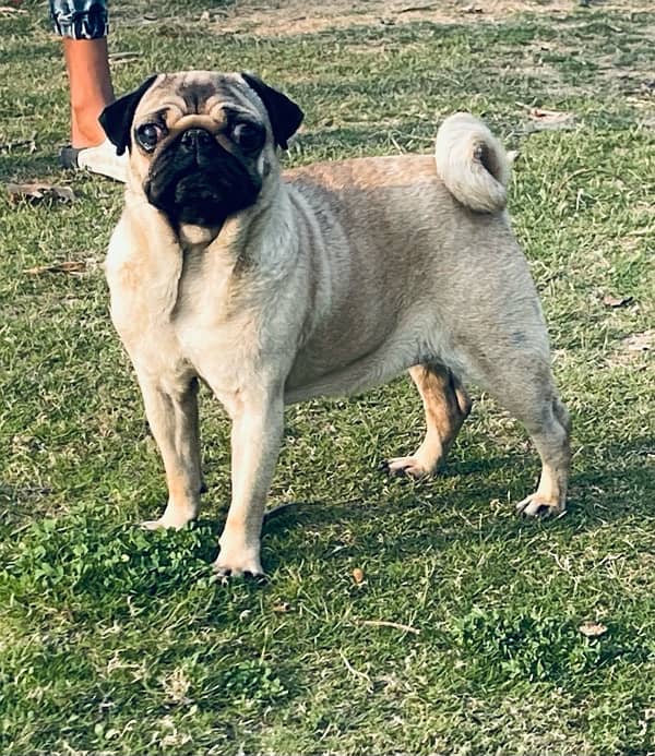 Beautiful Young Pug Female Available 1