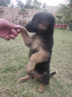 German shepherd puppy for sale