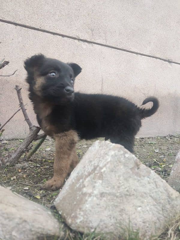 German shepherd puppy for sale 1