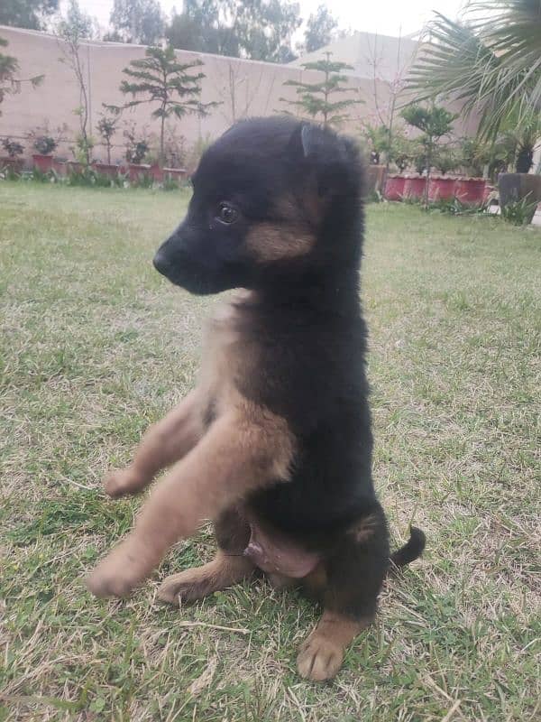 German shepherd puppy for sale 2