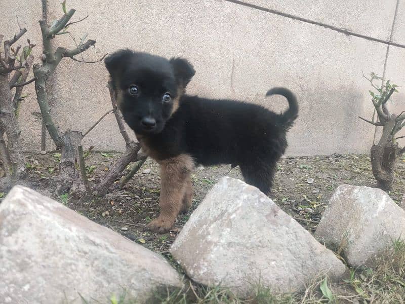 German shepherd puppy for sale 3