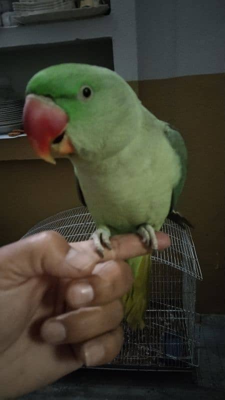 Raw parrot 0