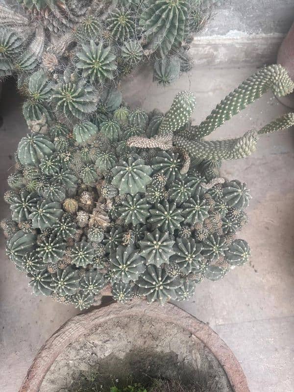 Cactus baby Plants 1