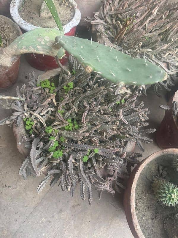 Cactus baby Plants 2