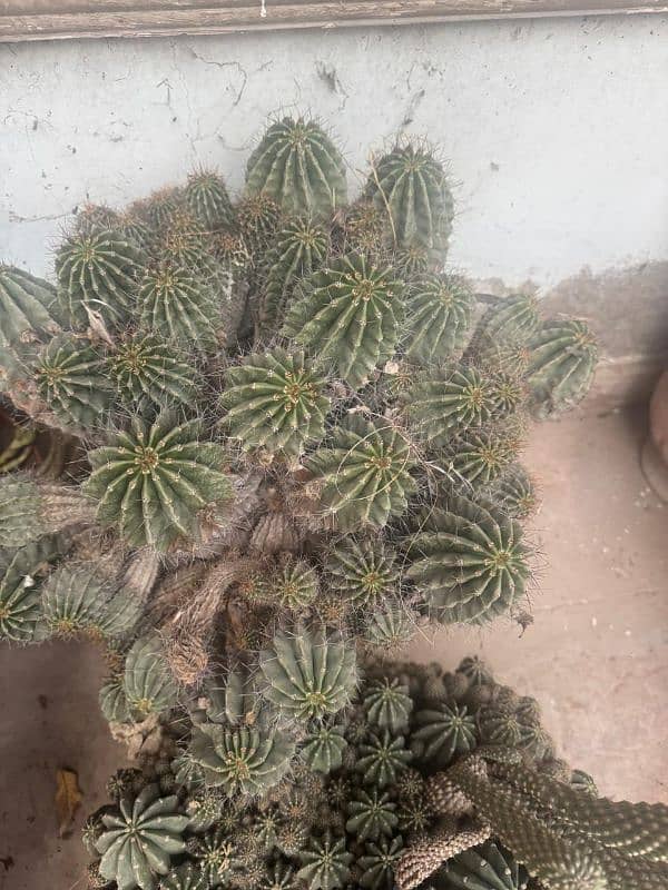 Cactus baby Plants 4