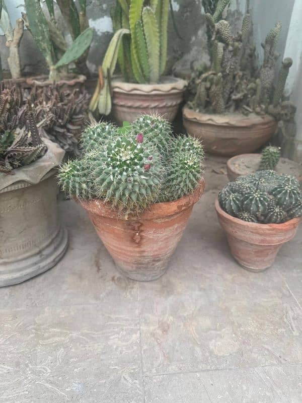 Cactus baby Plants 5