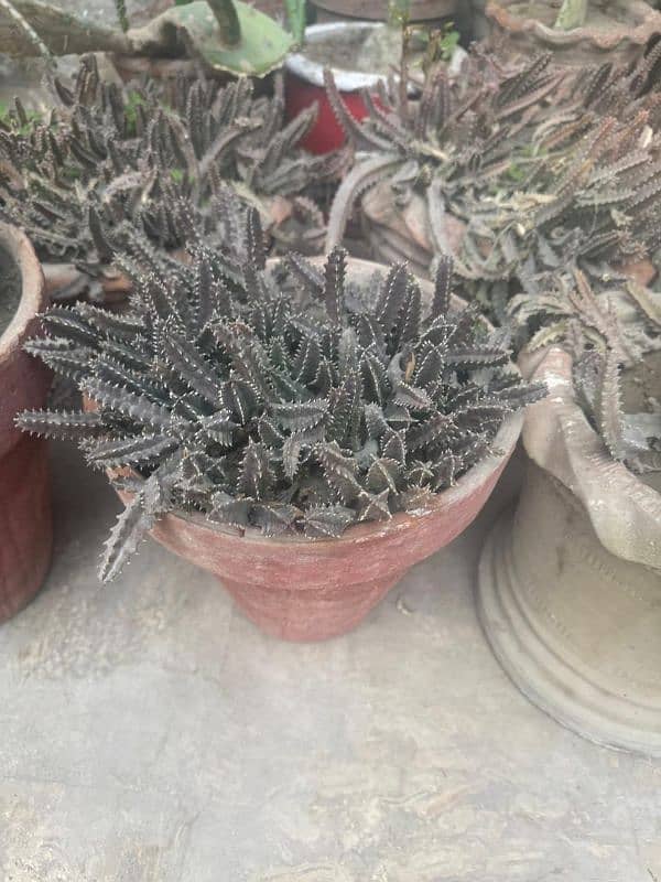 Cactus baby Plants 10