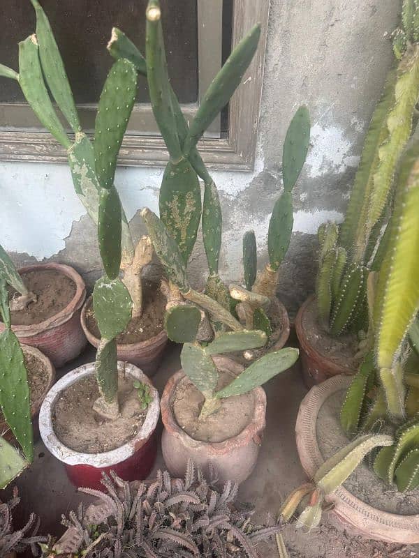 Cactus baby Plants 11